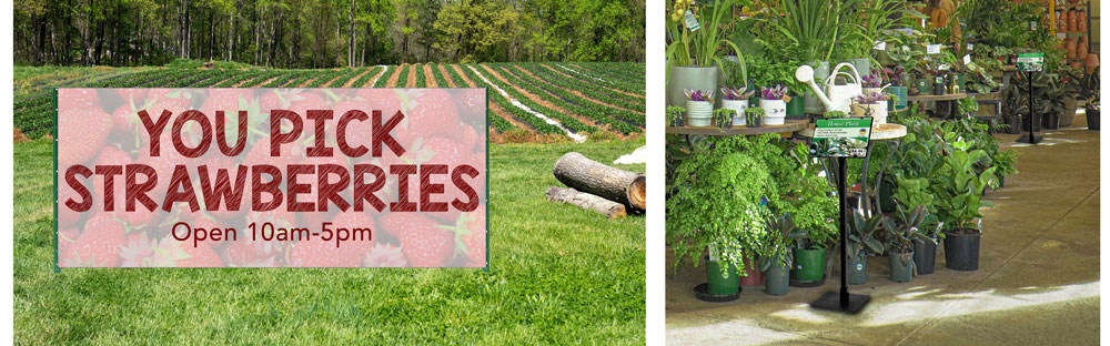 You Pick Strawberries Banner and Tyne Sign Holders with ridged vinyl